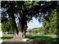 un bloc de pierre en guise de banc sous un grand arbre de Saint-Benoit_la_Fort, la pommardire, 09/2006 (102326 octets)