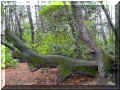 un arbre offre sa branche pour que le promeneur puisse s'y asseoir ; Bois de la Chaize, 08/2006 (137992 octets)