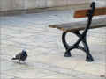 banc-et-pigeons_Surgères_17, France, 04/2010 (267148 octets)