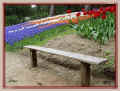 parc des Floralies, près des tulipes, muscaris et jacinthes (04/2004) (55346 octets)