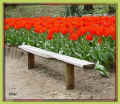 floralies, près des tulipes rouges (54718 octets)