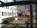 cerisier_japonais, 04/2006 (96405 octets)