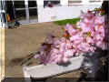 cerisier_japonais_lp cugnot, 04/2006 (93320 octets)