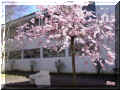 un banc sous un arbre en fleurs, lp Cugnot, 04/2006 (95481 octets)
