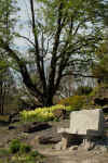 j_botanique14_montreal_juin2011 (394440 octets)