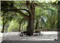 N�mes, jardins de la Fontaine, 08/2007, � l'ombre (140517 octets)