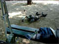 banc-et-pigeons_paris (409585 octets)