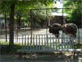 banc-et-autruches_jardindesplantes_paris (411560 octets)