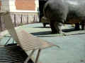 banc-et-rhinoceros_menagerie_paris (404620 octets)