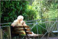 banc-menagerie-jardindesplantes_paris (417182 octets)