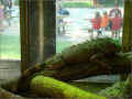 iguane-et-table-bancs_jardindesplantes (366817 octets)