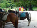 parc_montsouris_paris_poneys_07/2008 (101928 octets)