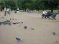 hyde-park_pigeons_u9.jpg (405705 octets)